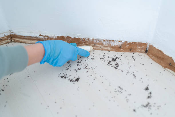 Best Residential Pest Control  in Catalina, AZ